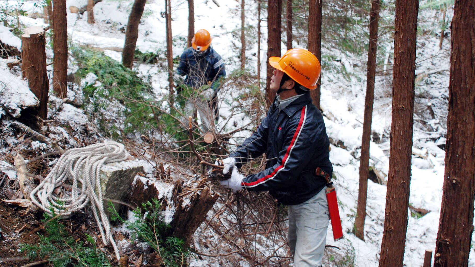 Forestry